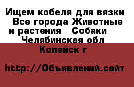 Ищем кобеля для вязки - Все города Животные и растения » Собаки   . Челябинская обл.,Копейск г.